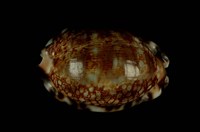 藏品(阿拉伯寶螺)的圖片